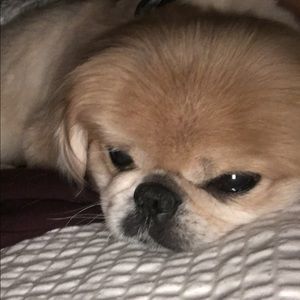 Meet your Posher, Victoria